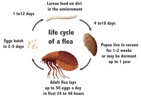 do fleas lay dormant.